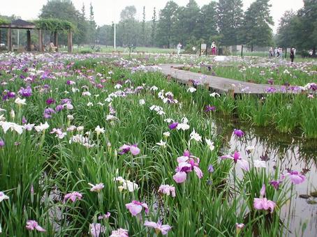 ハナショウブ・花菖蒲の咲く風景 ハナショウブ・花菖蒲の咲く風景 ハナショウブ,初夏,優美な花形の写真素材