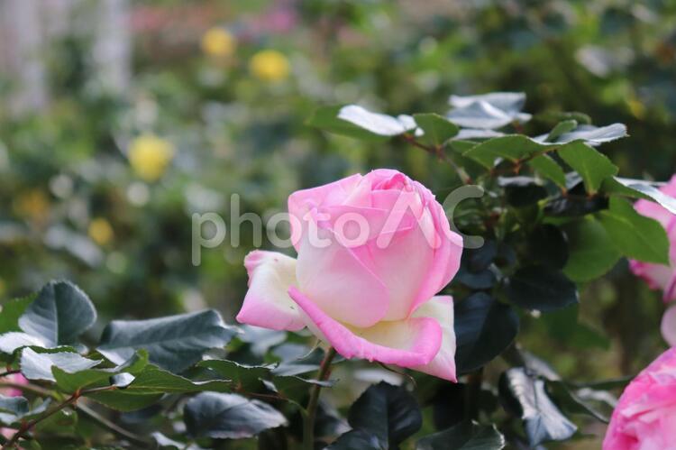 フランス生まれのピンクの薔薇、プリンセス・ドゥ・モナコ プリンセス・ドゥ・モナコ,薔薇,花の写真素材