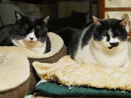 寝る猫 寝る猫 猫,ねこ,ペットの写真素材