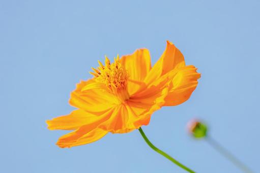 Yellow Cosmos ⑼, JPG