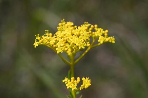 榛名ユウスゲの道で撮ったオミナエシの花の写真