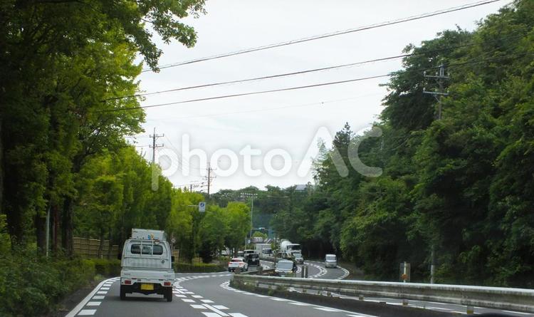 5月の街路樹　カーブする道路 街路樹,グリーン,深緑の写真素材