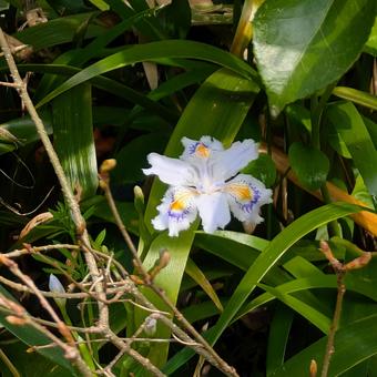 美しい花を咲かせるシャガ 美しい花を咲かせるシャガ シャガ,野草,花の写真素材