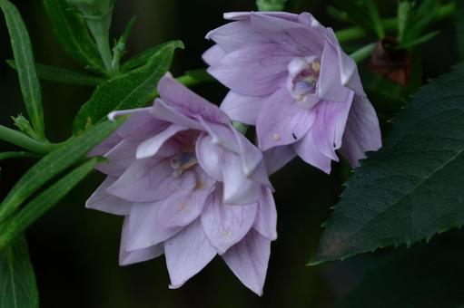 Photo, campanulaceae, flower, bellflower family, 