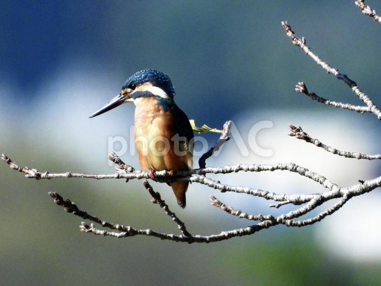 桜の枝から魚を狙うカワセミ 鳥,野鳥,カワセミの写真素材