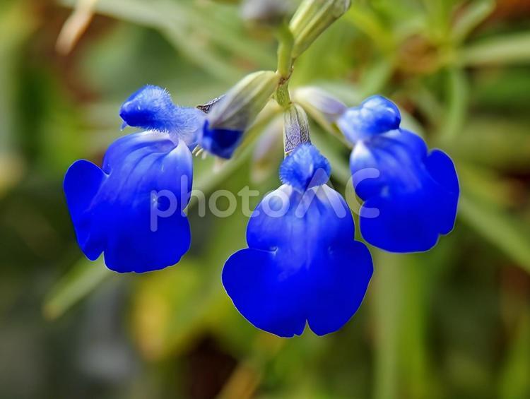 【花の写真】コバルトセージ コバルトセージ,青,自然の写真素材