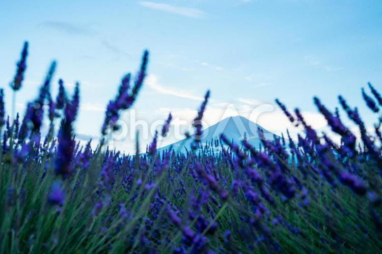 ラベンダー越しに見える富士山 花,自然,植物の写真素材