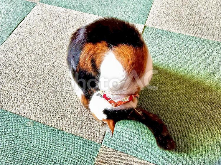 丸っとなった三毛猫 三毛猫,ねこ,ネコの写真素材