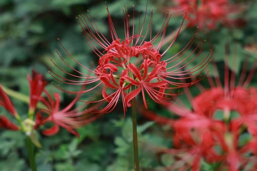 曼殊沙華 曼殊沙華の写真
