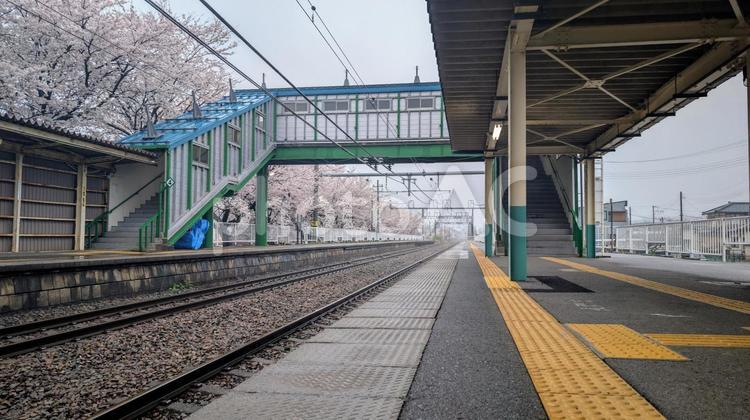 満開の桜と駅のホーム 駅,ホーム,鉄道の写真素材