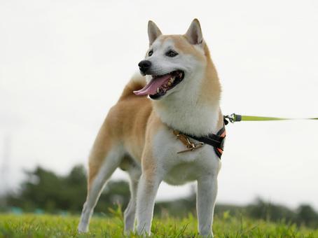 お散歩ワンコ(柴犬) お散歩ワンコ(柴犬) 犬,柴犬,shibainuの写真素材