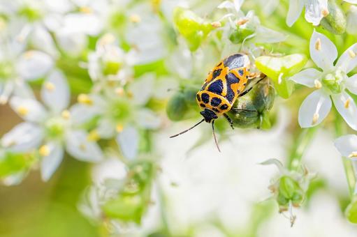 韮の花に留まるヒメナガメ 韮の花に留まるヒメナガメの写真