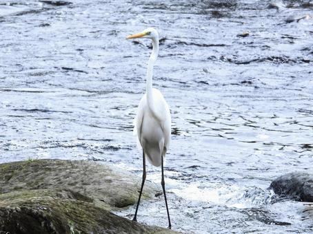 川辺に立つダイサギ 鳥,野鳥,ダイサギの写真素材