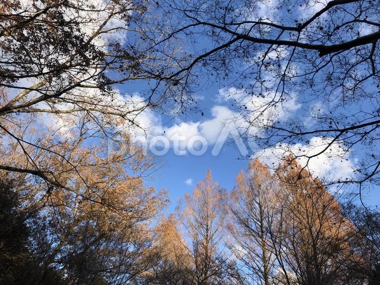 木々でできた額縁 秋,赤,晴れの写真素材