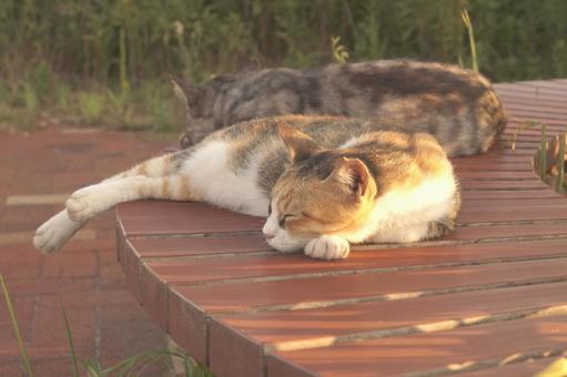 ねこ ねこ,野良,動物の写真素材