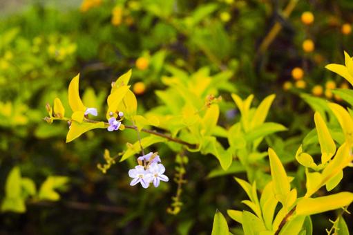 ゴールデンデュードロップの花　ネパール ゴールデンデュードロップ,ネパール,ルンビニの写真素材