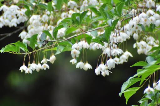 Photo, ekonoki, egonok flower, flower, 