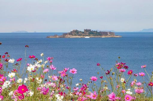 軍艦島(端島)展望所のコスモス 軍艦島(端島)展望所のコスモス コスモス,秋桜,コスモス園の写真素材