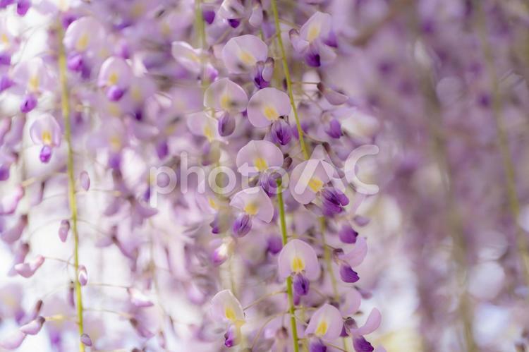 しあわせの村の藤棚 フジ,ふじ棚,自然の写真素材