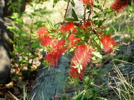 【花の写真】ブラシの木 【花の写真】ブラシの木 ブラシの木,ブラシノキ,自然の写真素材