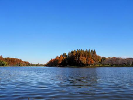 水元公園の紅葉・煉瓦色の木立＆池・葛飾区 秋,水元公園,紅葉の写真素材