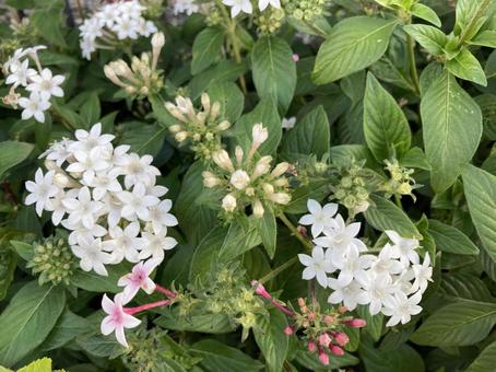 ペンタスの花（白） ペンタス,白,花の写真素材