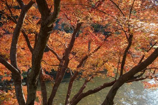 紅葉の秋 もみじ,カエデ,楓の写真素材