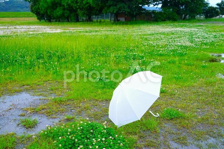 梅雨の草原の白傘③（水溜） 傘,草原,広場の写真素材