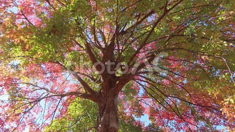 紅葉　グラデーションの凄い木 紅葉,グラデーション,綺麗の写真素材