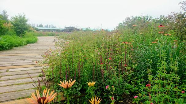 何気ない花のある風景 何気ない花のある風景 花,自然,夏の写真素材