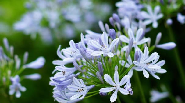Agapanthus-189, JPG