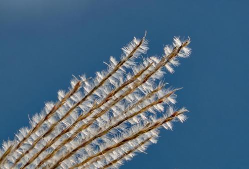 秋の陽射しに輝くススキの穂 秋の陽射しに輝くススキの穂 風景,ススキ,穂の写真素材