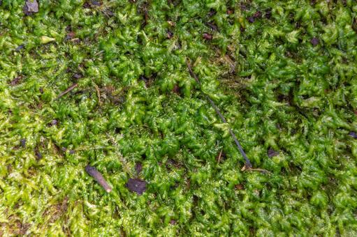 生命あふれる苔の緑絨毯 生命あふれる苔の緑絨毯の写真