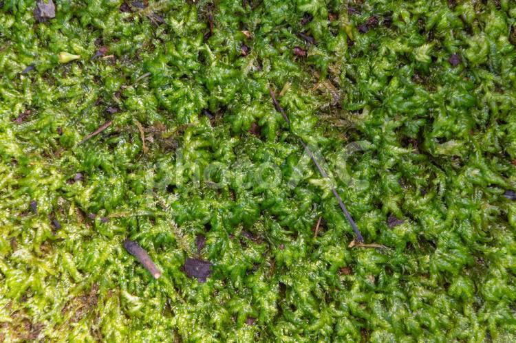 生命あふれる苔の緑絨毯 苔,地表,森林の写真素材