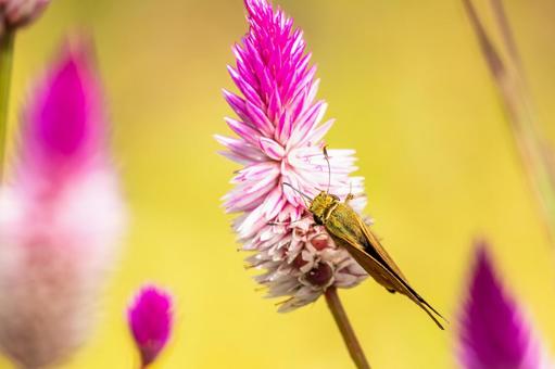 チャバネセセリ⑹ チャバネセセリ⑹の写真