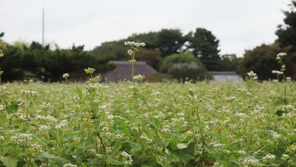秋の実り そば,草,自然の写真素材