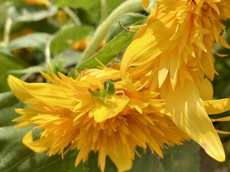 ヒマワリとバッタ ヒマワリ,バッタ,花の写真素材