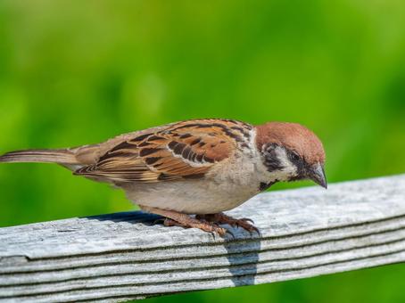 柵にとまるスズメ 柵にとまるスズメ スズメ,雀,鳥の写真素材