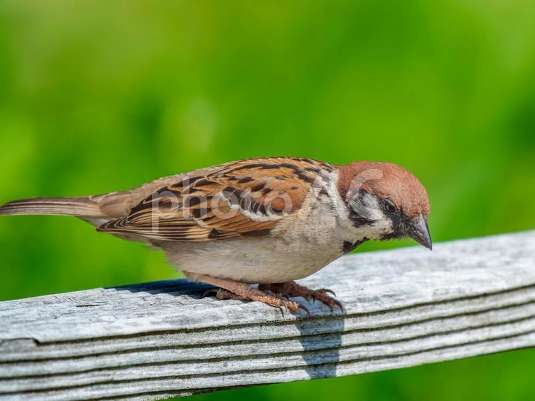 柵にとまるスズメ スズメ,雀,鳥の写真素材
