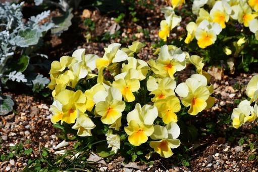 ビオラ ビオラの写真