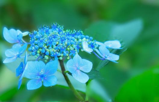 花模様₋アジサイ‐ガクアジサイ 花模様₋アジサイ‐ガクアジサイの写真