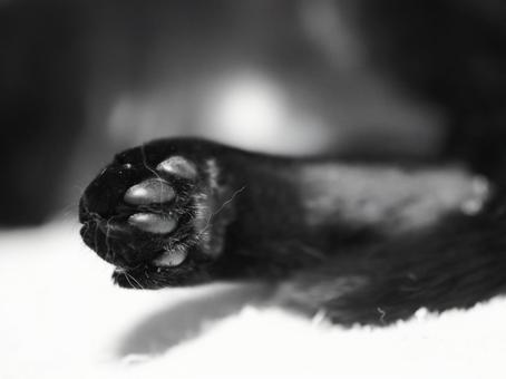 黒猫の肉球 ネコ,黒猫,肉球の写真素材