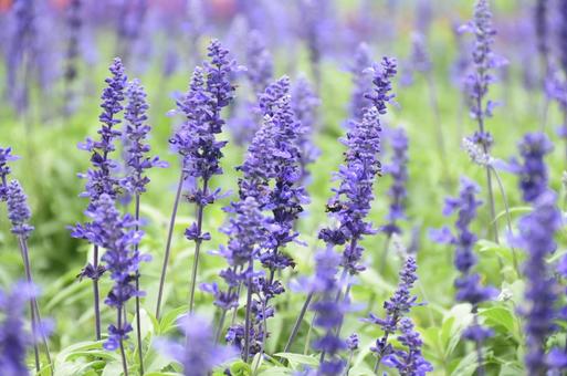 Blue Salvia, JPG Blue Salvia, JPG