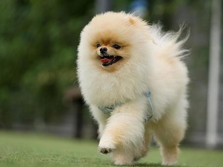 ポメラニアンのポートレート 犬,ポメラニアン,小型犬の写真素材