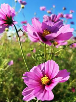 青空と風に揺れるコスモス 空,コスモス,揺れるの写真素材