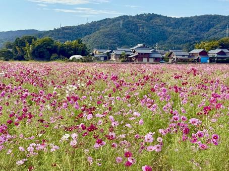 福井県 曇り空と宮ノ下コスモス公苑 福井県 曇り空と宮ノ下コスモス公苑 福井県,宮ノ下コスモス公苑,曇りの写真素材
