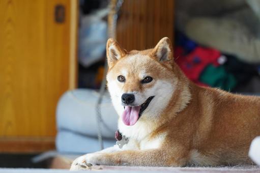 柴犬ハウス 見つめる笑顔 2025年9月 柴犬ハウス 見つめる笑顔 2025年9月の写真