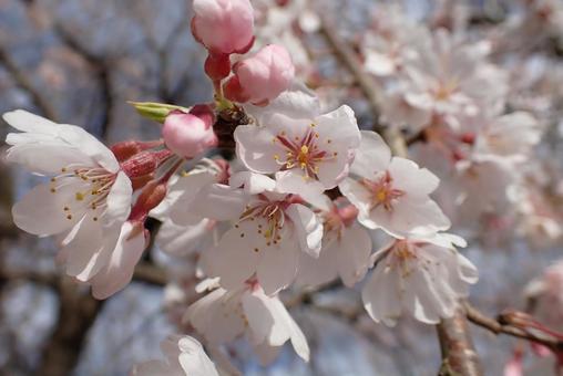 Sakura 74, JPG Sakura 74, JPG