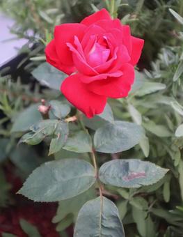 運命の人 バラ,花,flowerの写真素材