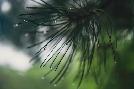 Water droplets on a pine tree, JPG Water droplets on a pine tree, JPG